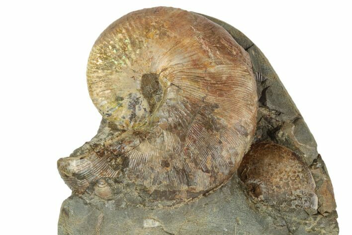 Fossil Ammonites (Hoploscaphites & Sphenodiscus) - South Dakota #189351